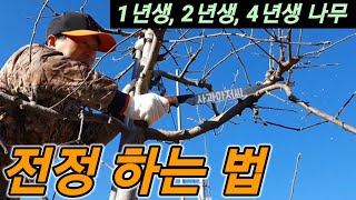 가지치기 요령, 실습을 통해 알아보자! 재식 1년차 엔부,  2년생 사과나무 전정(후지 후브락스), 4년차 사과나무 전정 하는 방법 안보면 손해