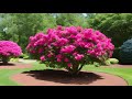 When to Prune Azalea Bush: Tips and Warnings