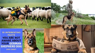 Dog Lovers | 10 Interesting Facts About German Shepherds | German Shepherd History