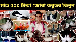 মাত্র ২৫০টাকা পিছ কবুতর কিনুন | খুবই সীমিত দামে কবুতর কিনুন সজিব ভাইয়ের খামার থেকে