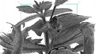 Mimulus trichomes, X-ray CT