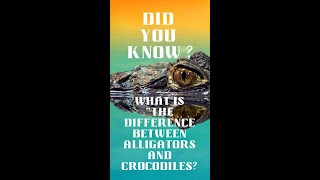 Did you know   Alligators And Crocodiles #shorts