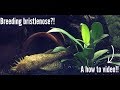 Breeding bristlenose! A how to video!