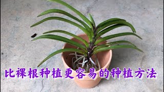 06/26/2022 我是这样种植万代兰的Vandachostylis Pinky (Rhynchostylis Gigantea (Dark Red) X Vanda