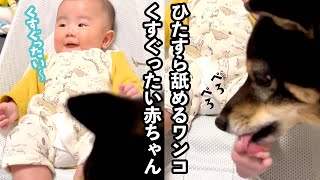 ワンコのペロペロ攻撃に耐える赤ちゃん｜PECO