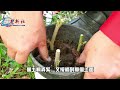 how to grow mulberry trees from cuttings