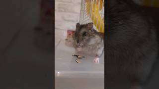 Хомячок кушает под Капибару/ Hamster eats under the Capybara #хомяк #pets #капибара