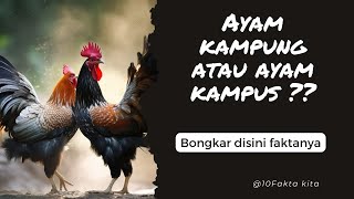 Ayam Kampung: Terkuaknya Fakta Unik dan Kehidupan Misterius di Balik Kebiasaan Mereka #faktaunik