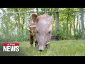 Zoo in New Orleans welcomes newborn endangered Baird's tapir