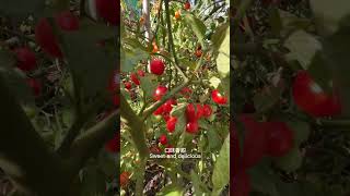 最受歡迎的品種之一sweet million tomatoes 百萬番茄#甜 #vegetables #高产