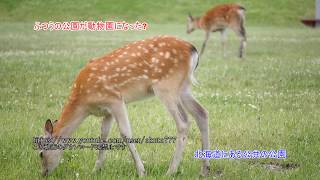 稚内、野生のシカが住宅地に出没、まったく恐れないシカ  「完全動画」