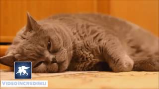 Funny cats compilation.