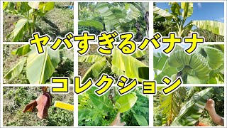 【バナナ】世界中から珍しいバナナを集めるやばい農園！【沖縄県ナツⅡさん！】