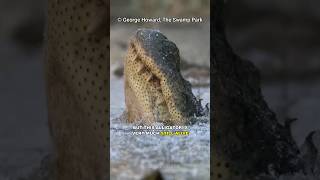 How Alligators Stay Alive Being Frozen!