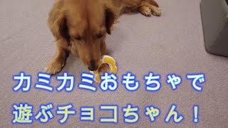 【ミニチュアダックスフンドのチョコ】新しいおもちゃで遊ぶチョコちゃん！