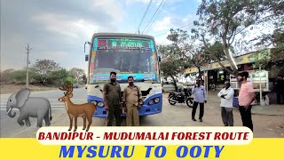 🚌 MYSORE To OOTY - TNSTC Bus Travel through Bandipur and Mudumalai Forest Route || Travel Advisor