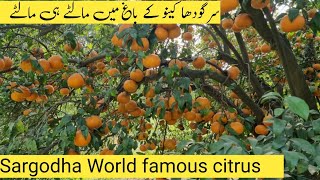 Sargodha Kinno Baagh | Sargodha orange | Village life | citrus grading |