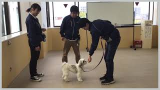 自主トレトレーニング！①   ドッグトレーニング学科2年生　動物専門学校 トリマー 動物看護師 アクアリウム 動物のお仕事