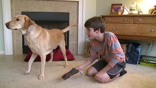 Diabetic Alert Dogs: “Man’s Best Friend” Redefined