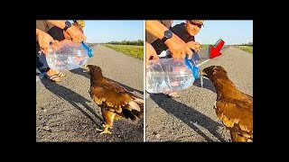 Animals That Asked People For Help & Kindness !