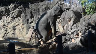 アジアゾウアルンAsian elephant Arun 2025年1月18日