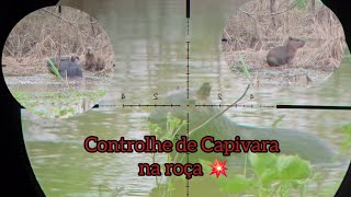 Caçada de Capivara com PCP 💥🍖