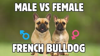 Male Vs Female French Bulldog: 10 Differences Between Them