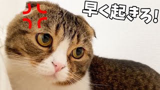 おっさんを掘り続けた猫