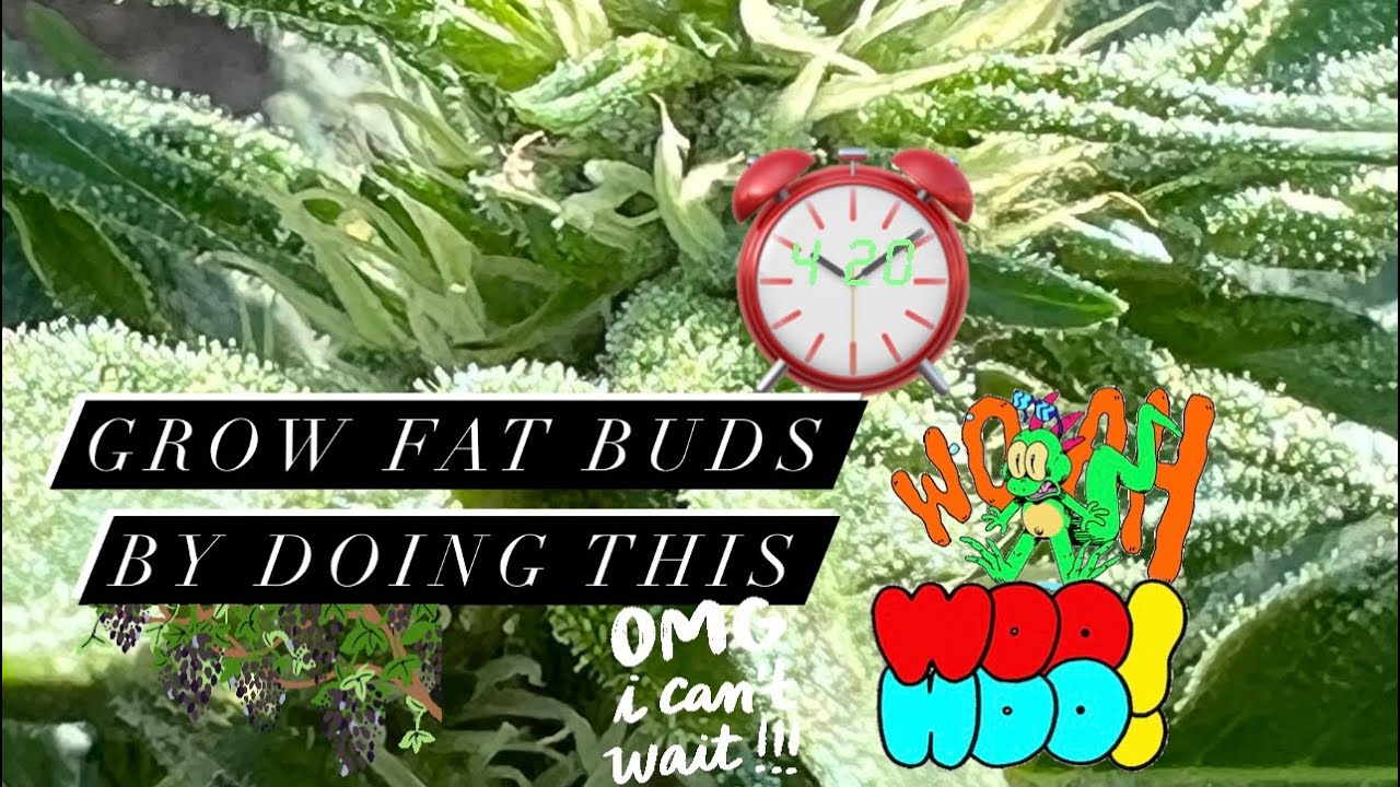 Grow Fat Buds By Doing This - YouTube