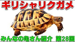 【亀を飼おう⑭】ギリシャリクガメ＆「みんなの亀さん紹介 第28回」【2019#040】