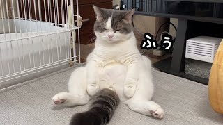 【Angel#238 】退屈でため息をつく猫のたまちゃん