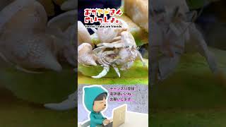 裸の殴り合い😵‍💫。殻におさまりたくない‼️。飼育の日常080 #hermitcrabs #オカヤドカリ #飼育 #かわいい #ペット