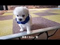 【マルプー子犬】生後2ヶ月の愛犬の秘蔵映像が尊すぎました…【マルプー子犬】マルチーズ×トイプードル