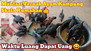 Usaha Sampingan Ternak Ayam Modal Sedikit Untungnya Pasti 😀 #TernakRumahan