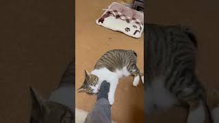 飼い主の足が臭すぎた猫