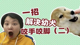 一招解决幼犬咬手咬脚（二）