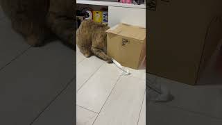 【猫】箱入り娘の特殊な遊び方がコチラ…#shorts #猫