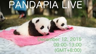 PANDAPIA LIVE 20151212