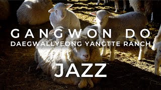 [PLAYLIST]🐏대관령 양떼 재즈 @대관령양떼목장 / Sheep Counting Jazz, GangWon-Do Korea [4K]