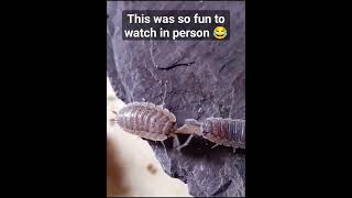 Woodlice Argue Over Dead Slug #bugs #woodlouse #woodlice #funnyanimals #viralanimals