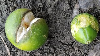 संतरे को फटने से कैसे बचाएं | Orange Fruits Cracking | Santra Ko Chikna Kaise Kare Santra se Munafa