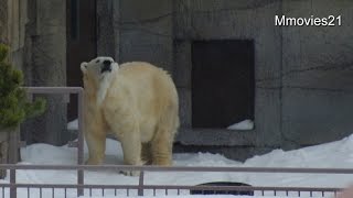 Polar Bear is playing with the tire~タイヤで遊ぶキャンディ