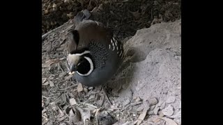 California Quail dust bathing