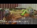 べた慣れ！？ 青いザリガニ