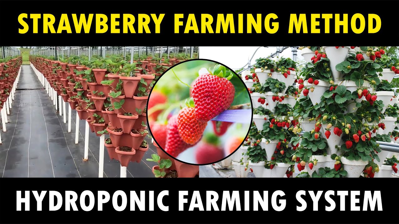 Hydroponic Strawberry Farming | How To Grow Strawberries At Home - YouTube