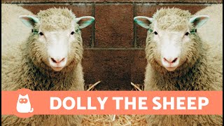 The TRUE STORY of the DOLLY the SHEEP That Was CLONED 🐑🧪 (The First CLONED MAMMAL)