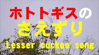 ホトトギスのさえずり　Lesser Cuckoo  song　Cuculus poliocephalus