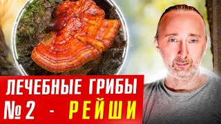 Лечебные грибы: РЕЙШИ от сердца, сосудов, рака, диабета и..