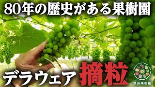 【漆山果樹園】 デラウェアの摘粒