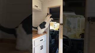 Van Life w/ 2 Cats: Meet Atlas! #shorts #solovanlife #vanlifecat #adventurecat #vanlife #cats